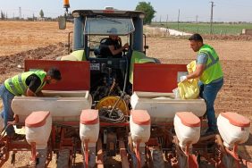 BÜYÜKŞEHİR BELEDİYESİ MISIR EKİMİNE BAŞLADI (9)