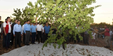 ŞANLIURFA’DA BADEM HASADI ÇİFTÇİYİ MEMNUN ETTİ