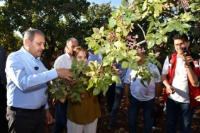 Şanlıurfa Valisi Şıldak, fıstık hasadın katıldı