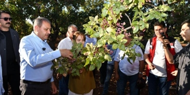 Şanlıurfa Valisi Şıldak, fıstık hasadın katıldı