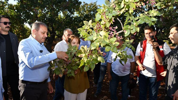 Şanlıurfa Valisi Şıldak, fıstık hasadın katıldı