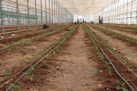 BÜYÜKŞEHİR BELEDİYESİ DOMATES VE BİBER FİDELERİNİ TOPRAKLA BULUŞTURDU (4)