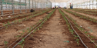 BÜYÜKŞEHİR BELEDİYESİ DOMATES VE BİBER FİDELERİNİ TOPRAKLA BULUŞTURDU (4)